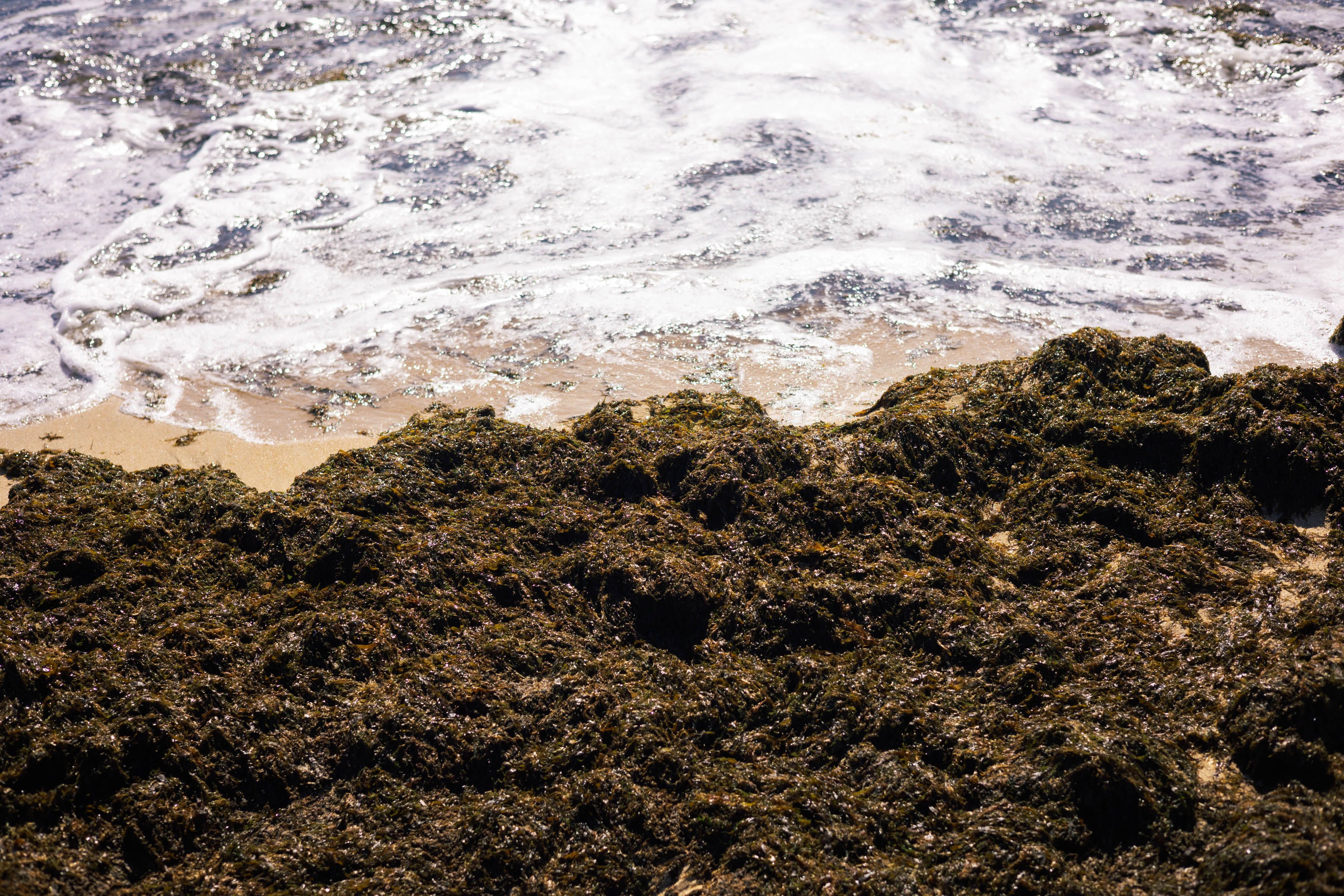Alga invasora acumulada en una playa de El Puerto, en una imagen de este mismo verano.