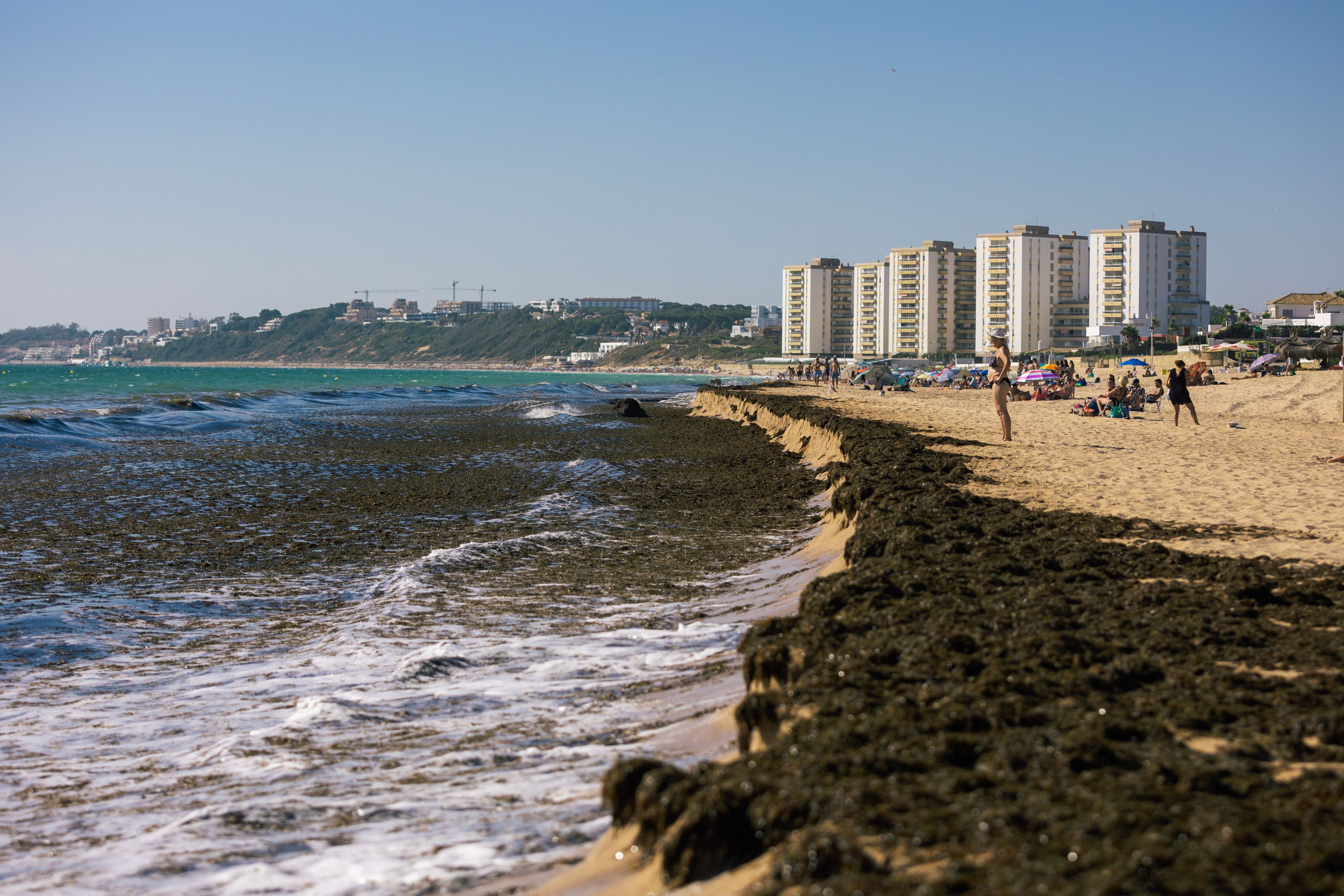 Algas invasoras en El Puerto, en el Buzo.