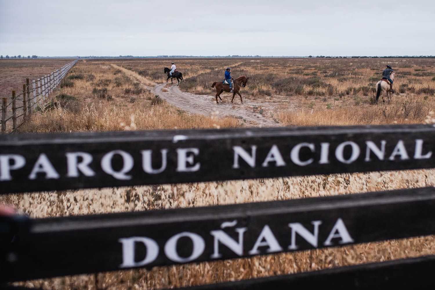 La saca de las yeguas, de Doñana a El Rocío, en imágenes.