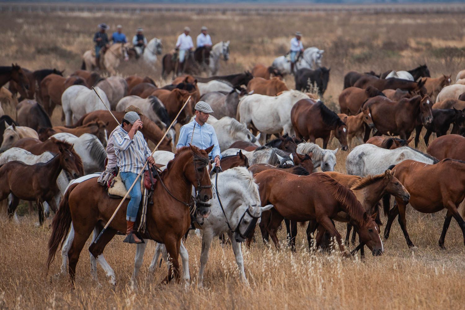 La saca de las yeguas, de Doñana a El Rocío, en imágenes.