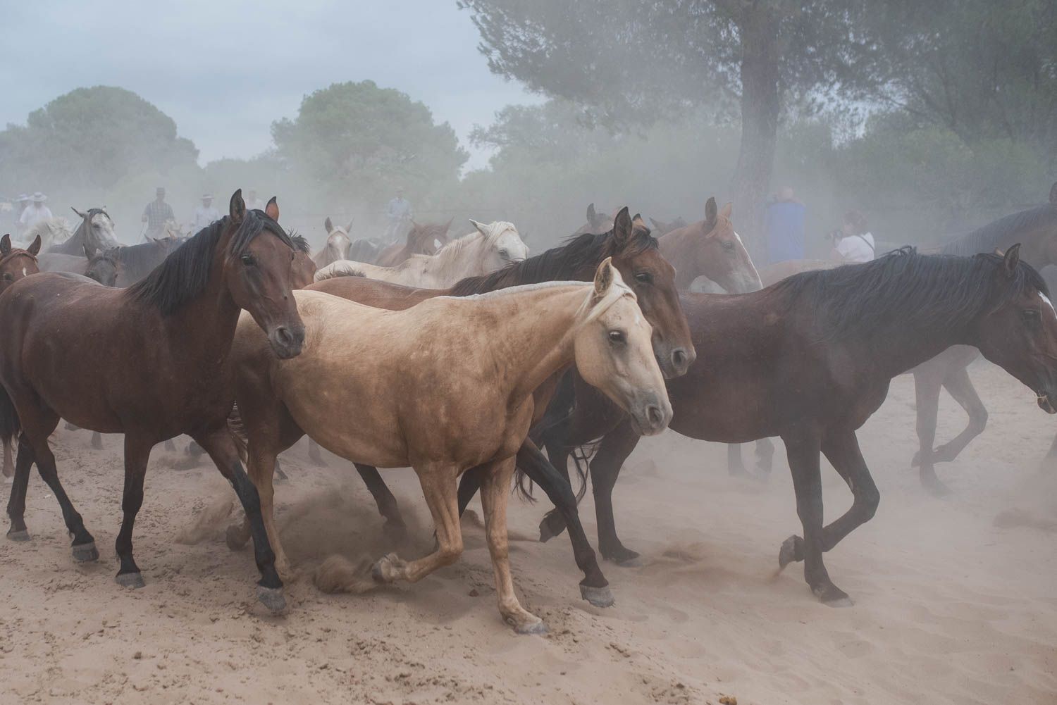 La saca de las yeguas, de Doñana a El Rocío, en imágenes.