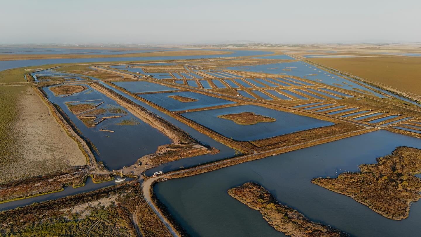 Marisma anexa al Guadalquivir recién reinundada tras la creación de más de 1,5 kilómetros de riendas y canales.