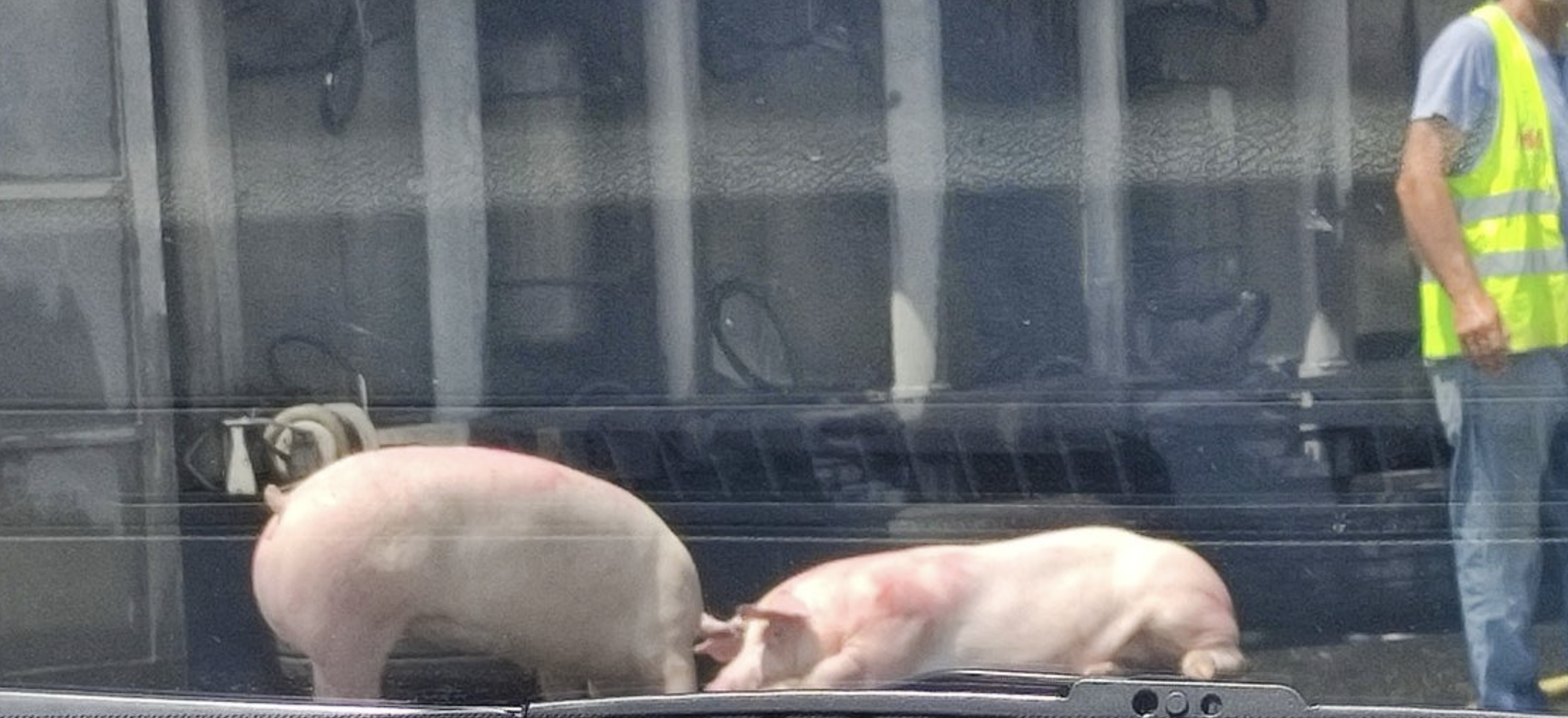 Los cerdos, junto al camión accidentado en la autovía.
