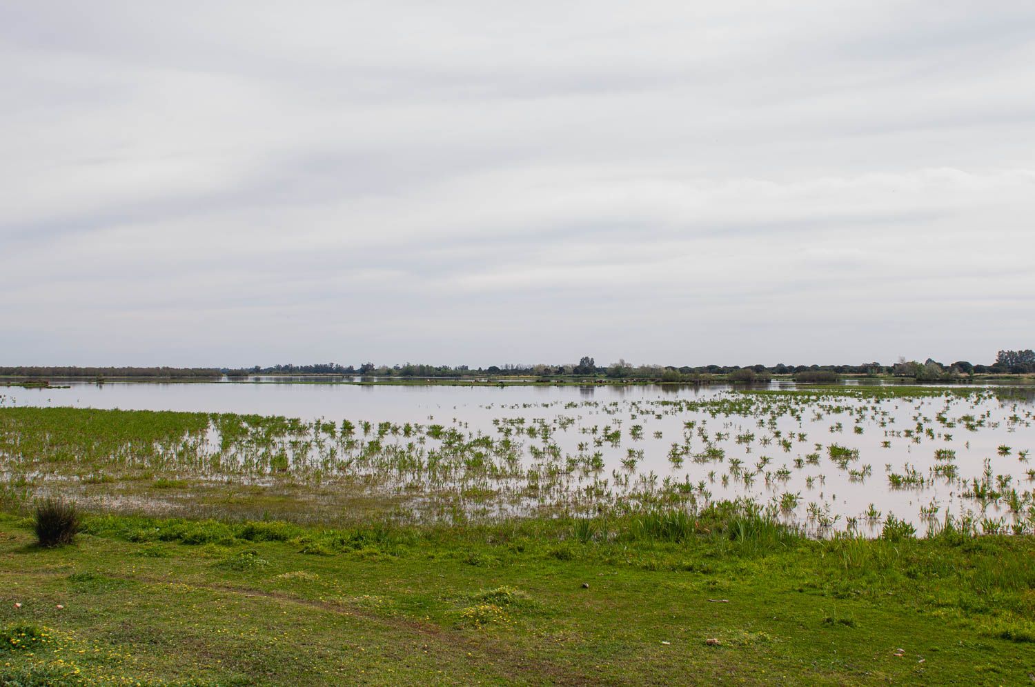 Imagen de Doñana desde Almonte.