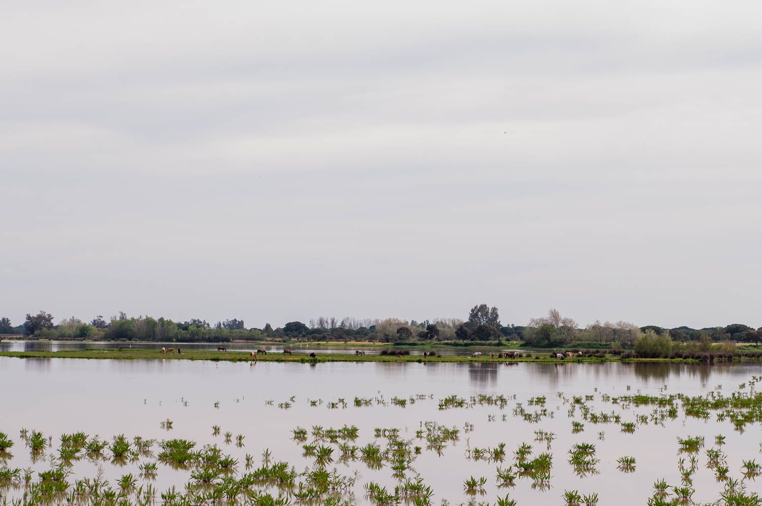 Parque Nacional de Doñana en una imagen reciente.