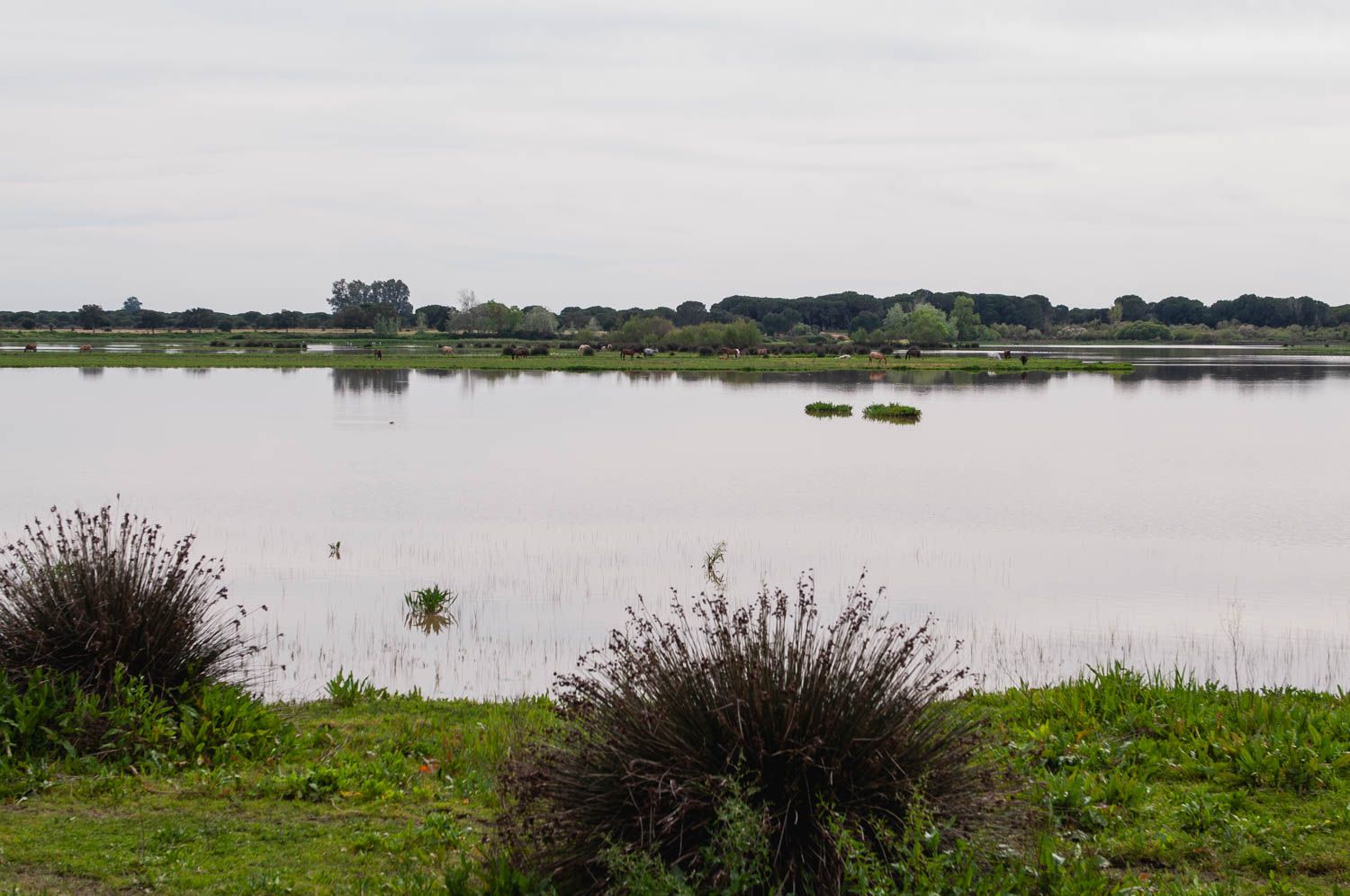 Doñana en una fotografía reciente.