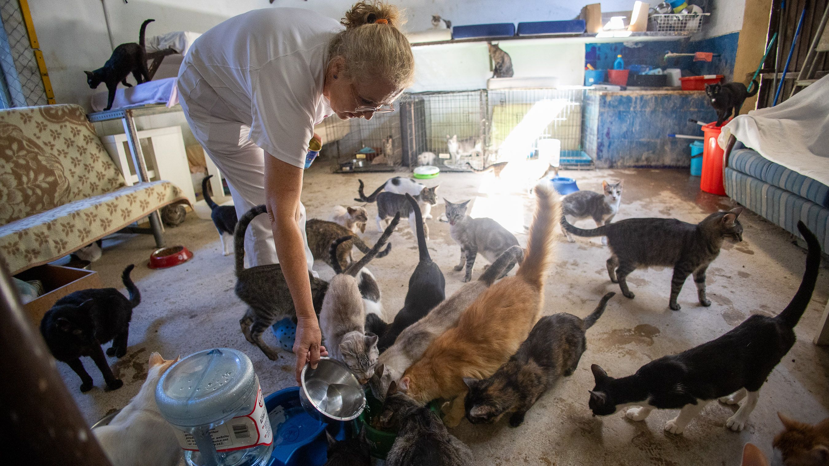 Una voluntaria de uno de los refugios de animales de Jerez, dando agua fresca a los gatos. 