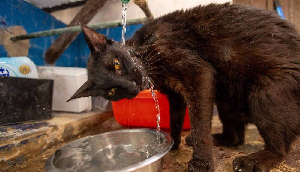 Un gato bebe agua para hidratarse.