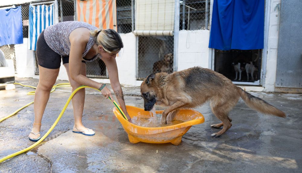 Bañan a los animales con frecuencia para refrescarlos.