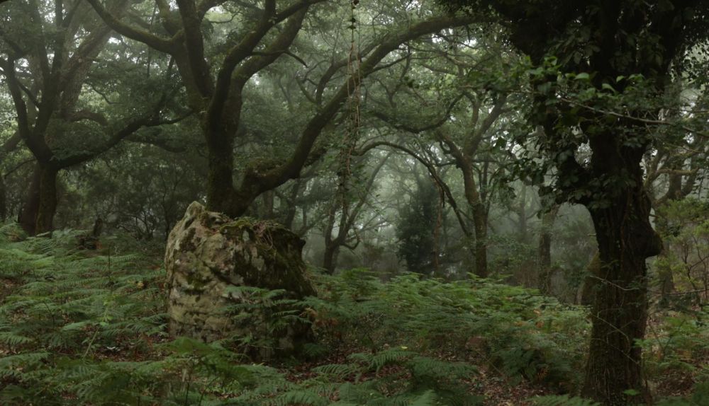 Impresionante imagen del Bosque de Niebla.