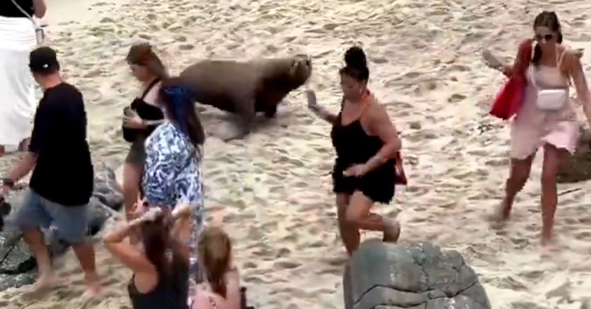 Leones marinos en una playa de California.