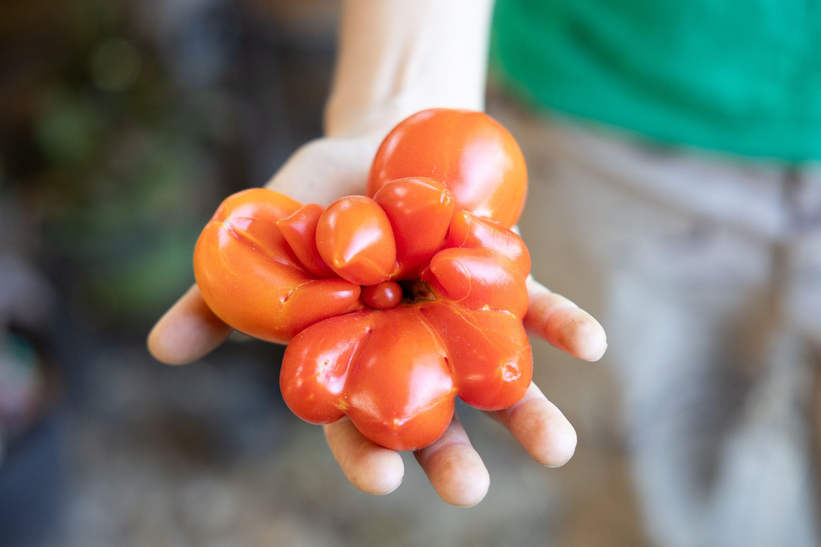 Los tomates ecológicos de Raíces, con formas tan curiosas como esta.