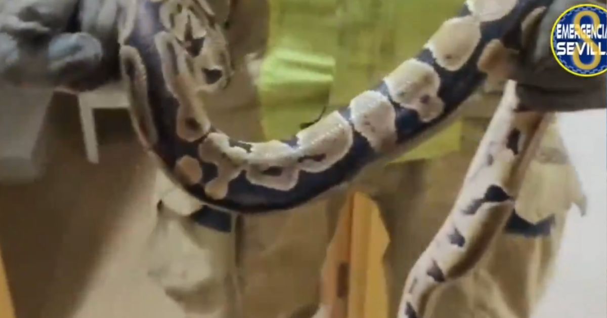 La serpiente que se ha encontrado una joven detrás del cabecero de su cama.