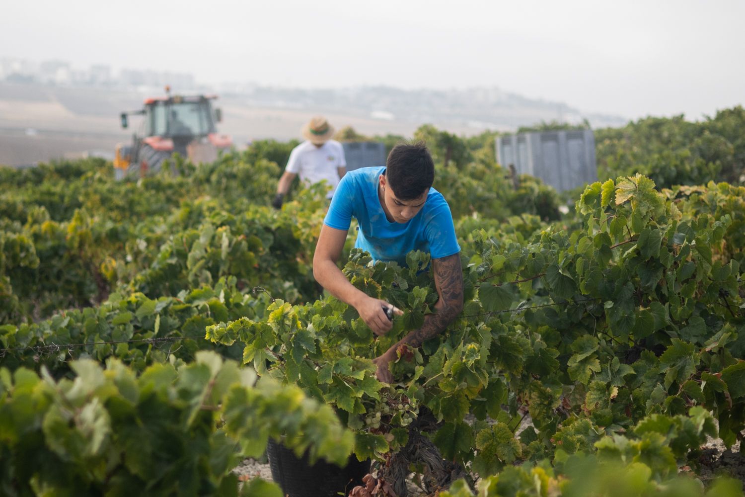 Trabajos de la vendimia en Jerez.