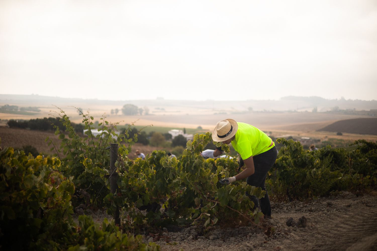  Cortando uva a primera hora del 1 de agosto en Cerro Viejo.