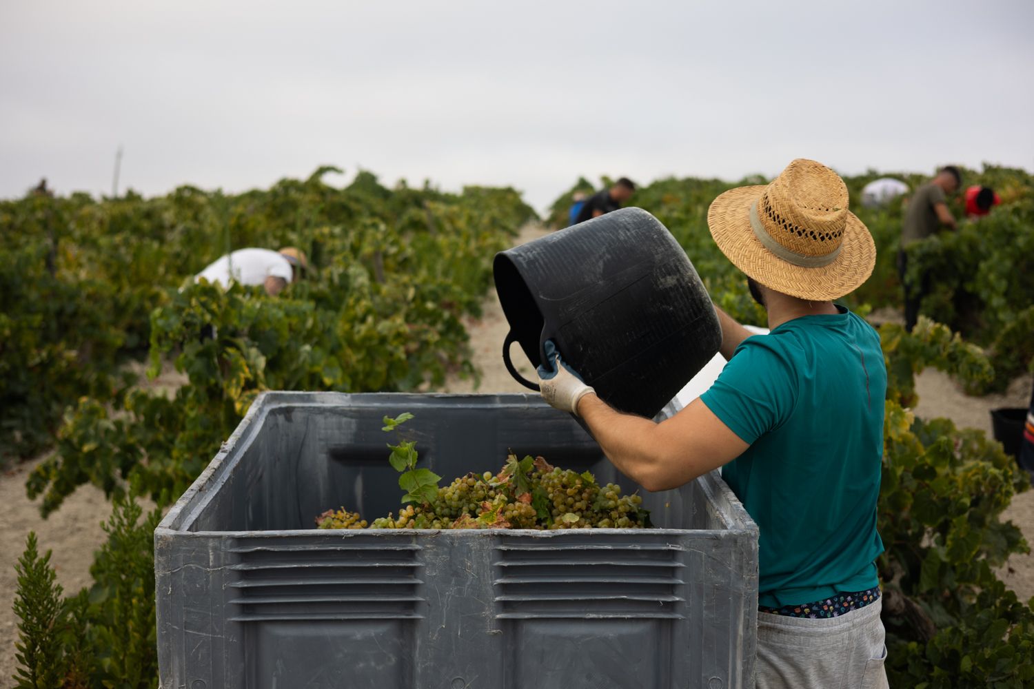 La uva y el mosto casi mantienen precios. Vendimia en Cerro Viejo, el pasado verano en Jerez.