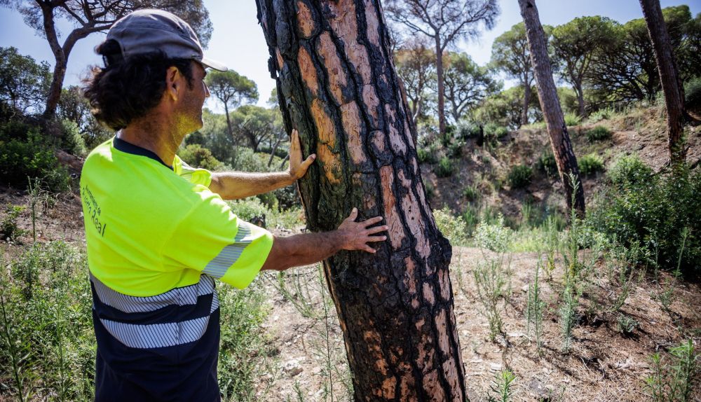 Las Canteras de Puerto Real un año después del incendio 