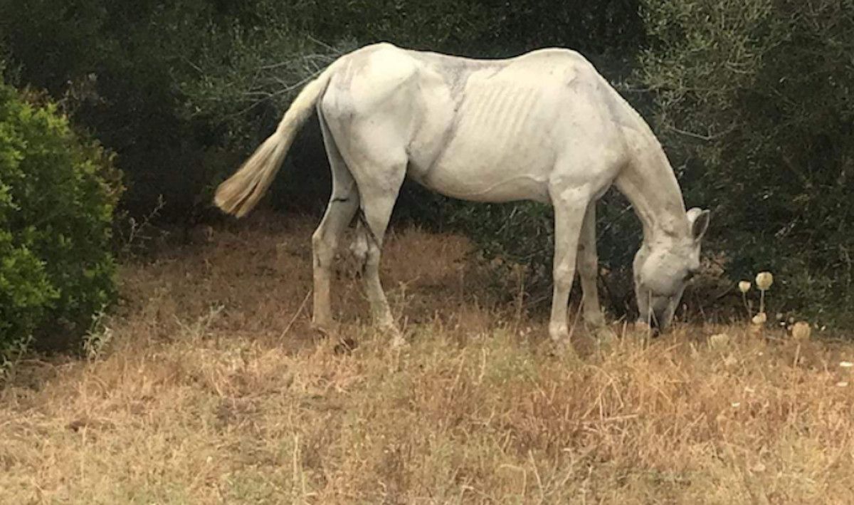 Un caballo en una finca en una imagen de archivo.