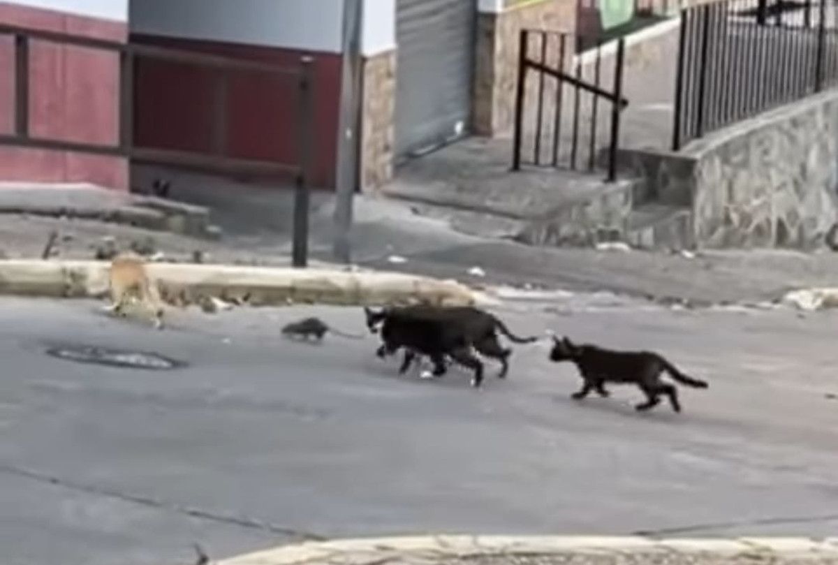 Gatos con ratas en la Cuesta de la Rujana, en Arcos.