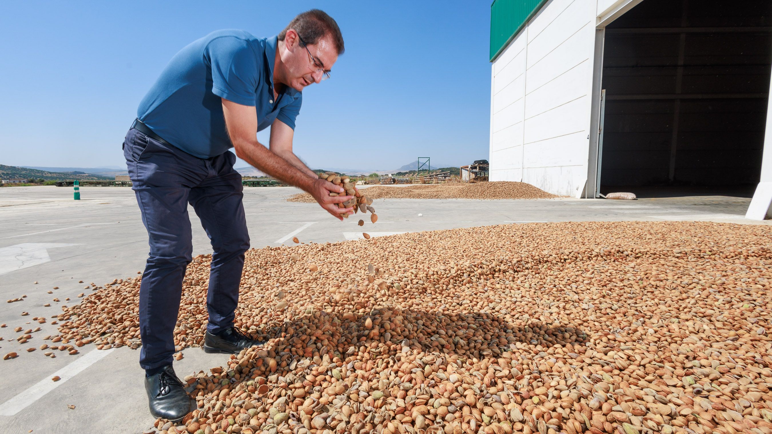 La recolección de la almendra en Cooperativa Los Remedios