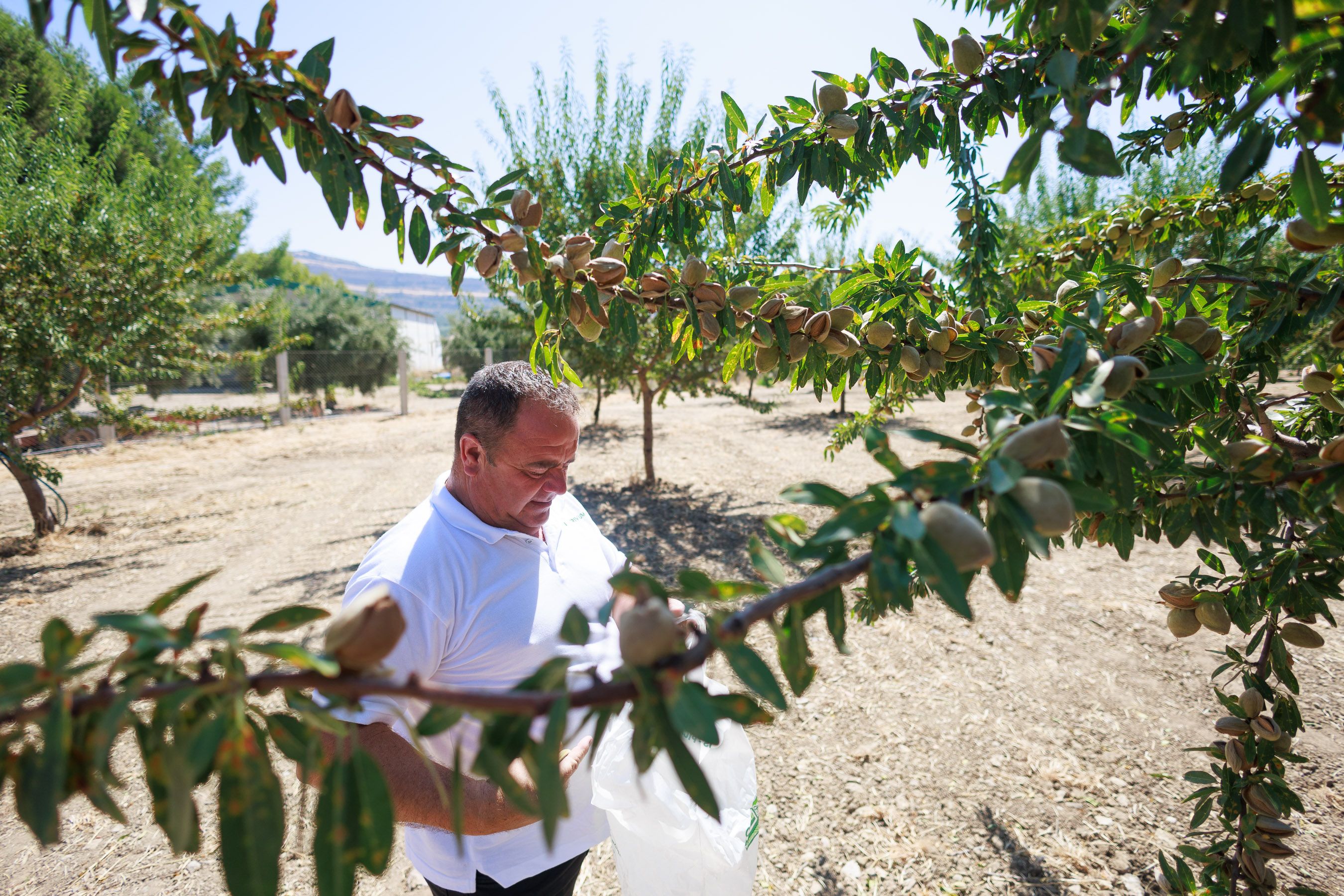 La recolección de la almendra en Cooperativa Los Remedios