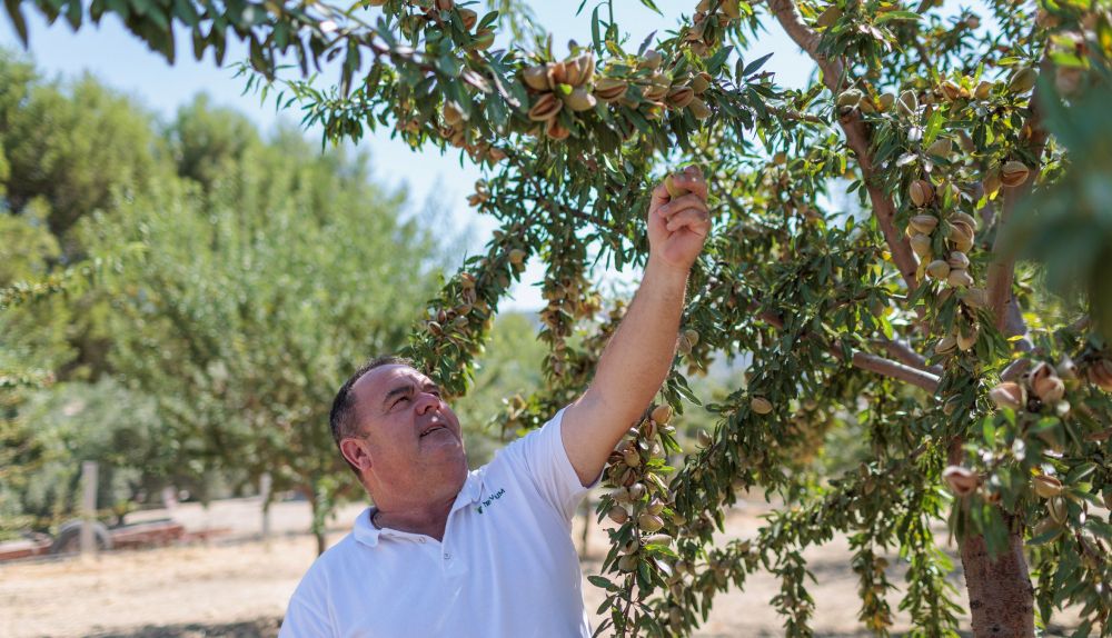 La recolección de la almendra en la Cooperativa Virgen de Los Remedios, en Olvera.