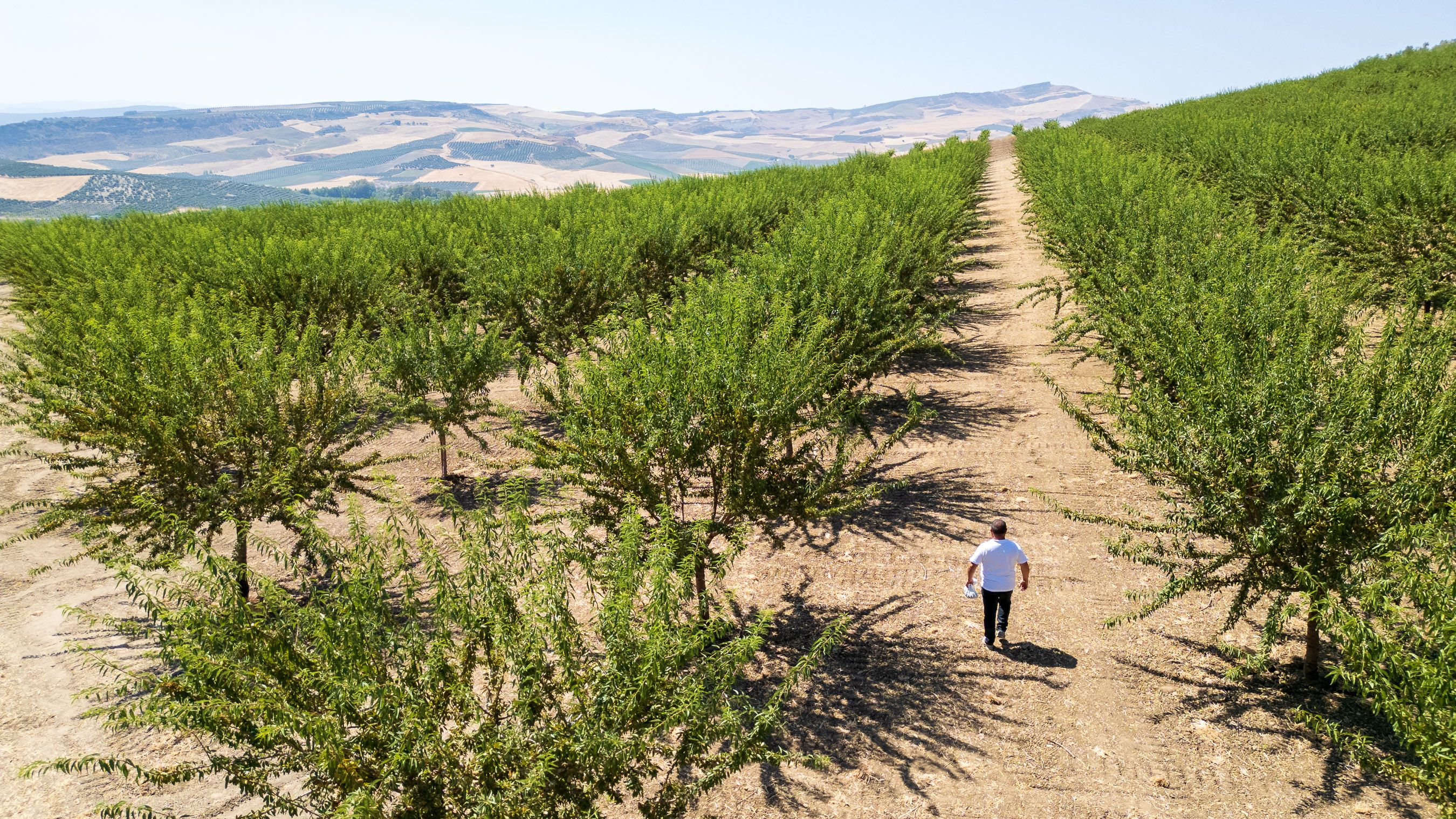 Una de las fincas con almendros, en Torre Alháquime, que abastece a la cooperativa.