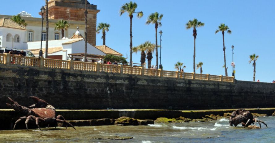 Los cangrejos gigantes ya lucen en la costa de Chipiona.