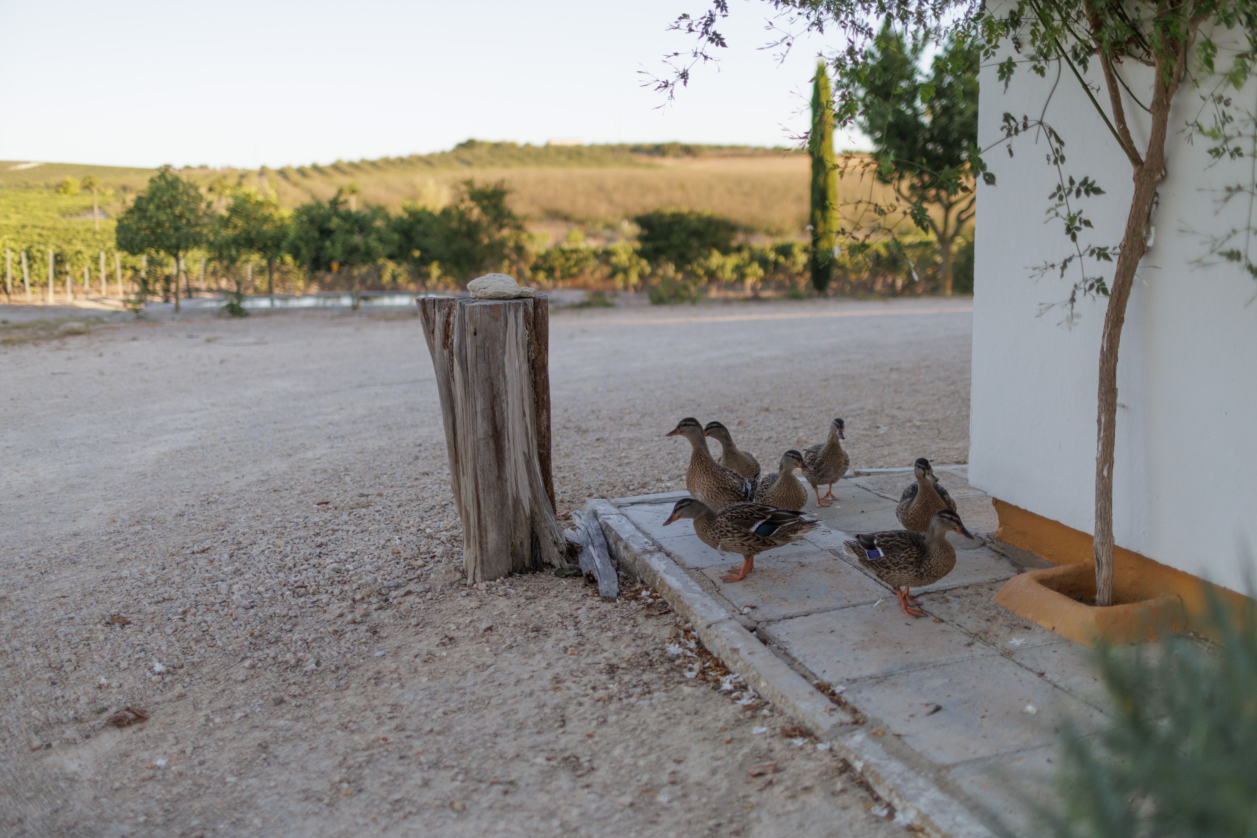 Algunos de los animales que habitan en la viña La Zarzuela.