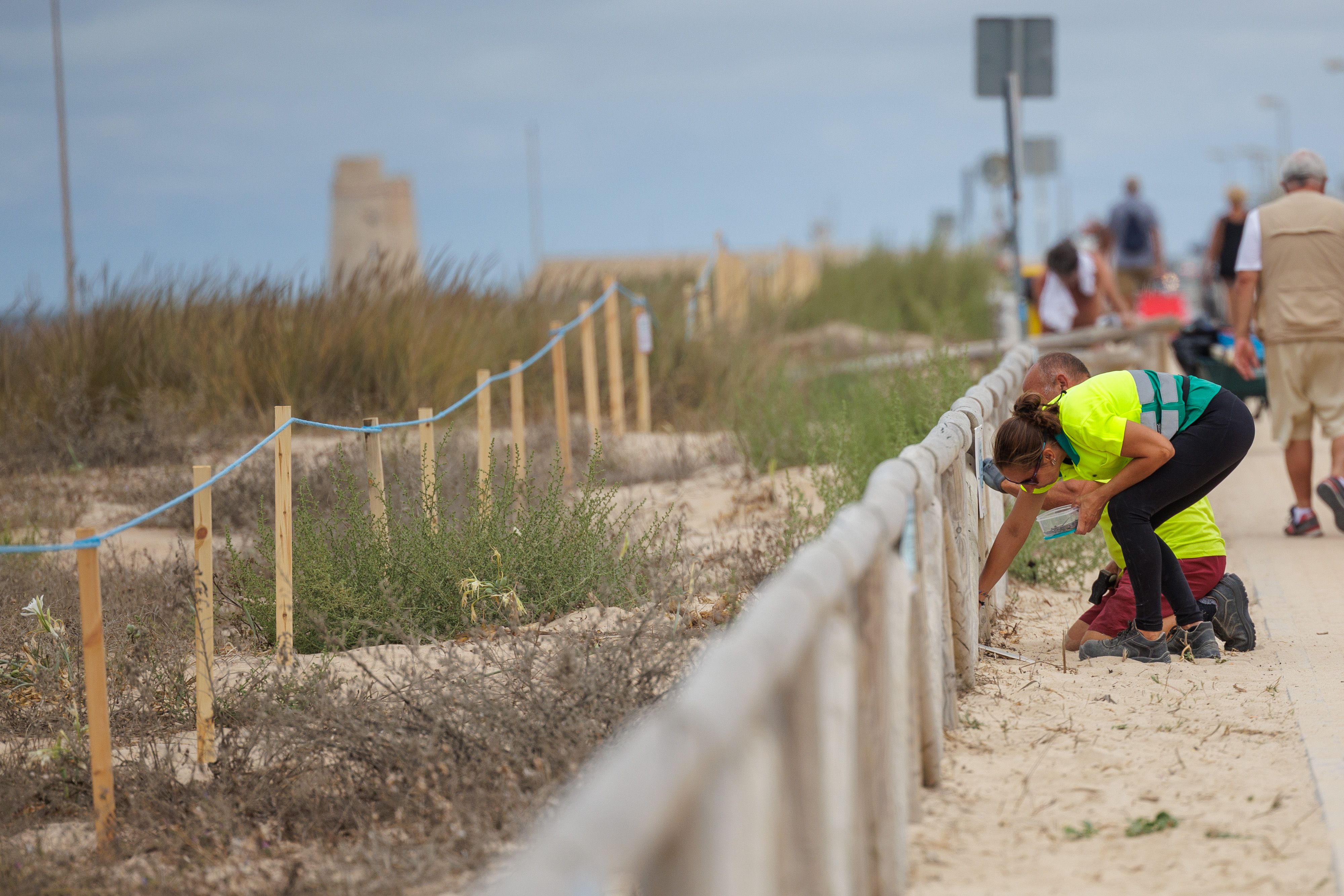 Dos operarios instalan este miércoles el acordonamiento reforzado para proteger las dunas de El Palmar.