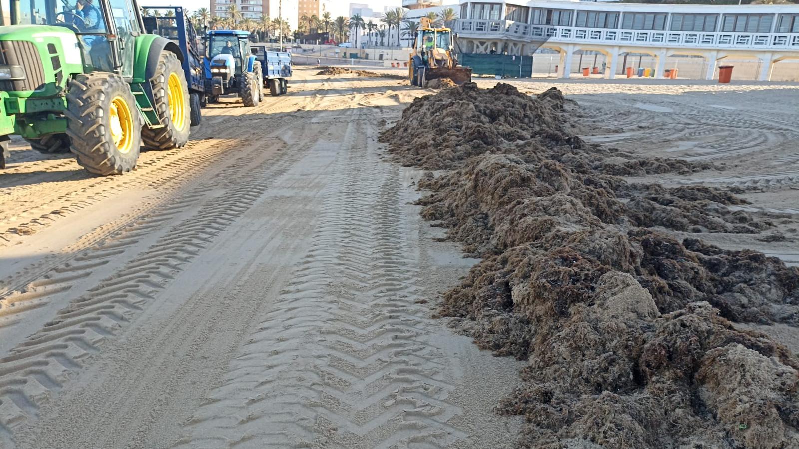 Algas recogidas en La Caleta.