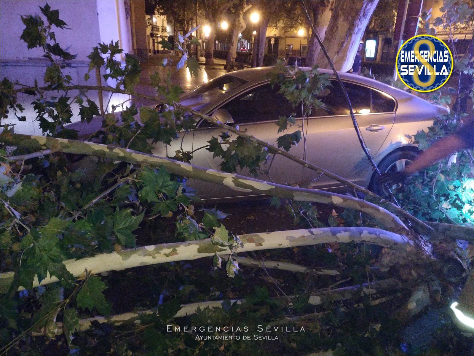 Imagen de la rama que cayó en Sevilla la pasada madrugada.