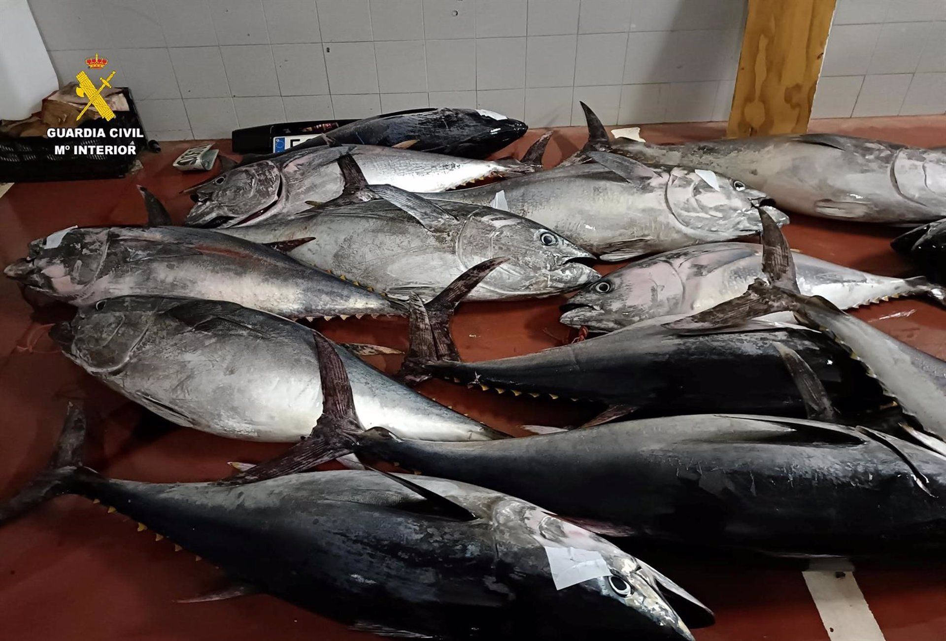 Varios ejemplares de atún rojo en la nave intervenida por la Benemérita en Tarifa.