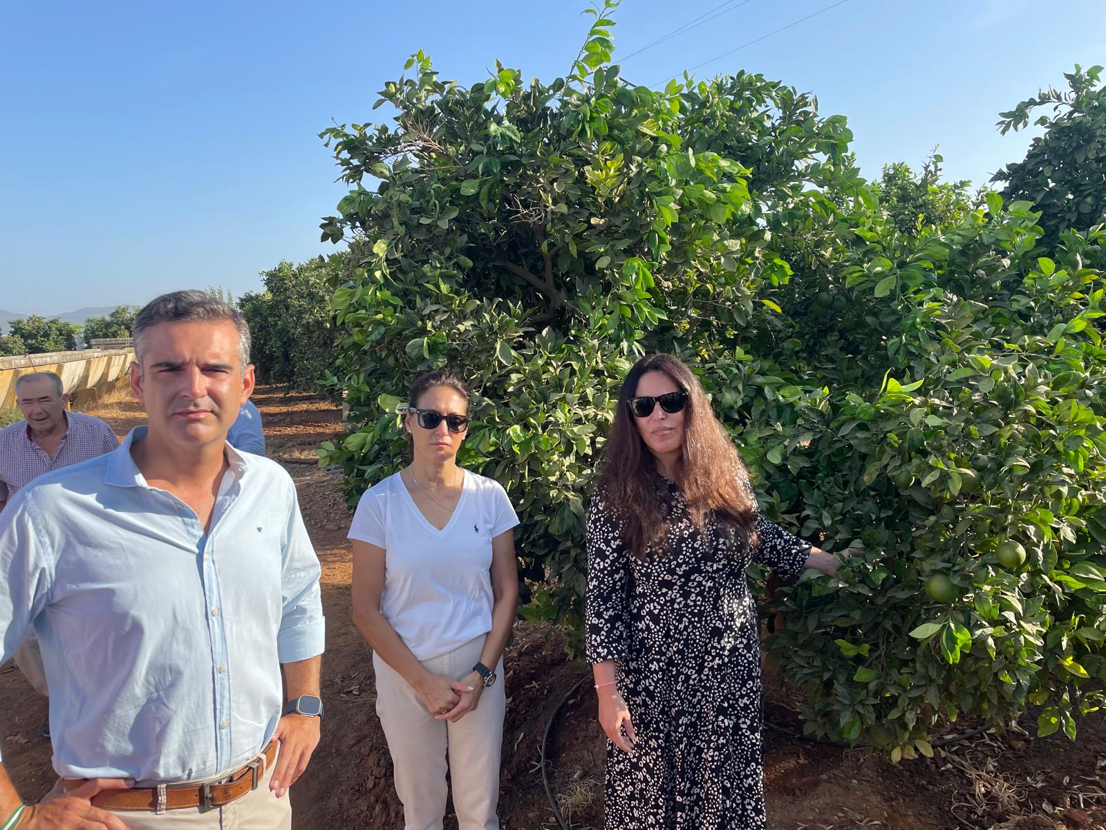 Ayudas de 130 millones de euros para el sector agrario. El consejero en su visita a la explotación agrícola de Lora del Río. 