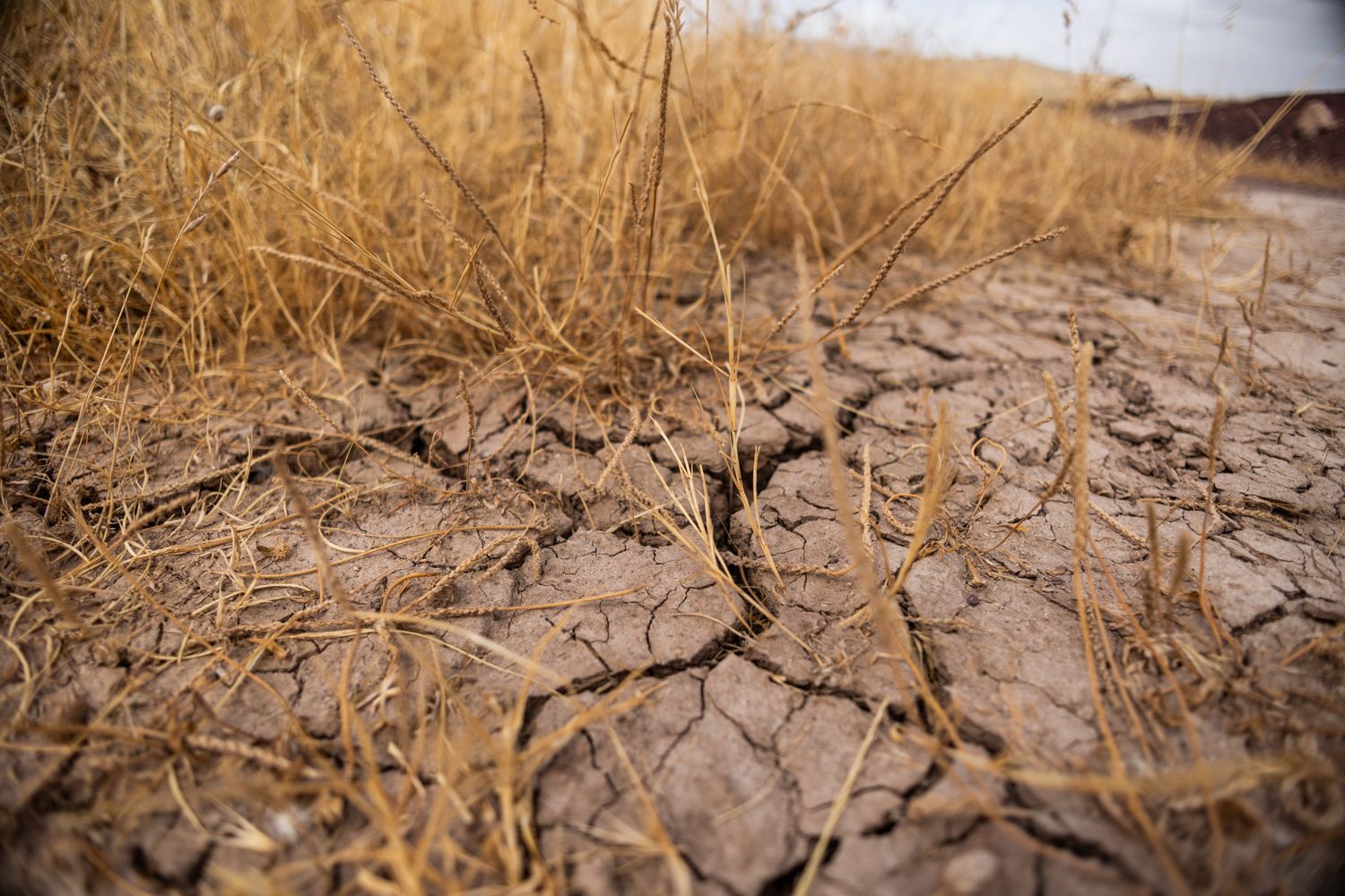 Imagen de un terreno afectado por la sequía. 