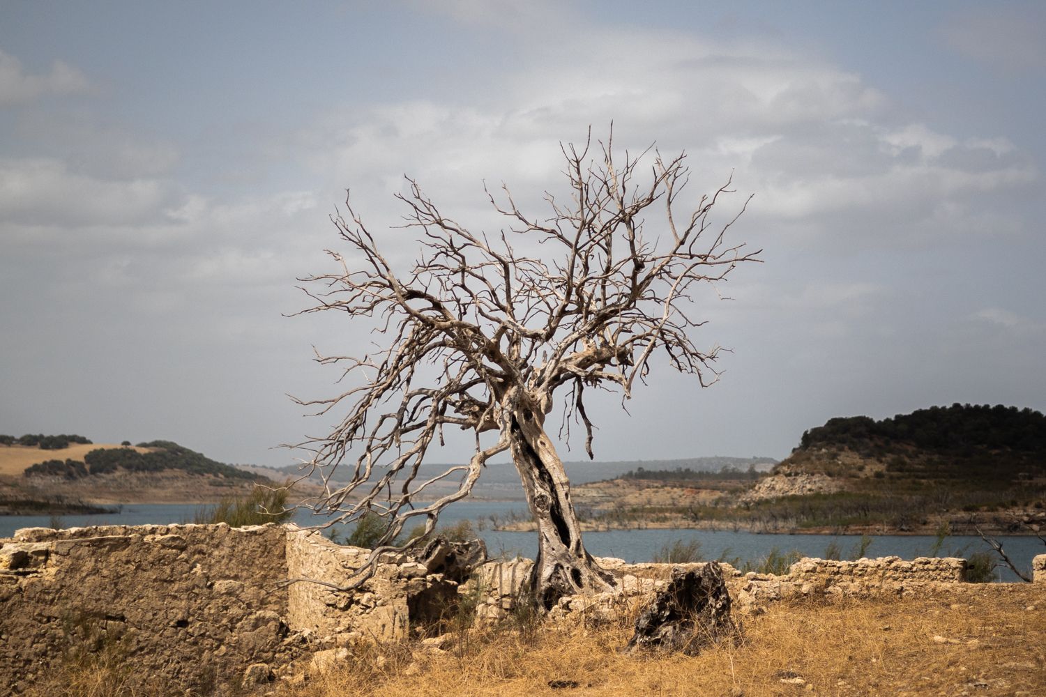 Andalucía: acaba el verano, vuelve la sequía. Un árbol muerto con el pantano de Guadalcacín II al fondo, en una imagen reciente.