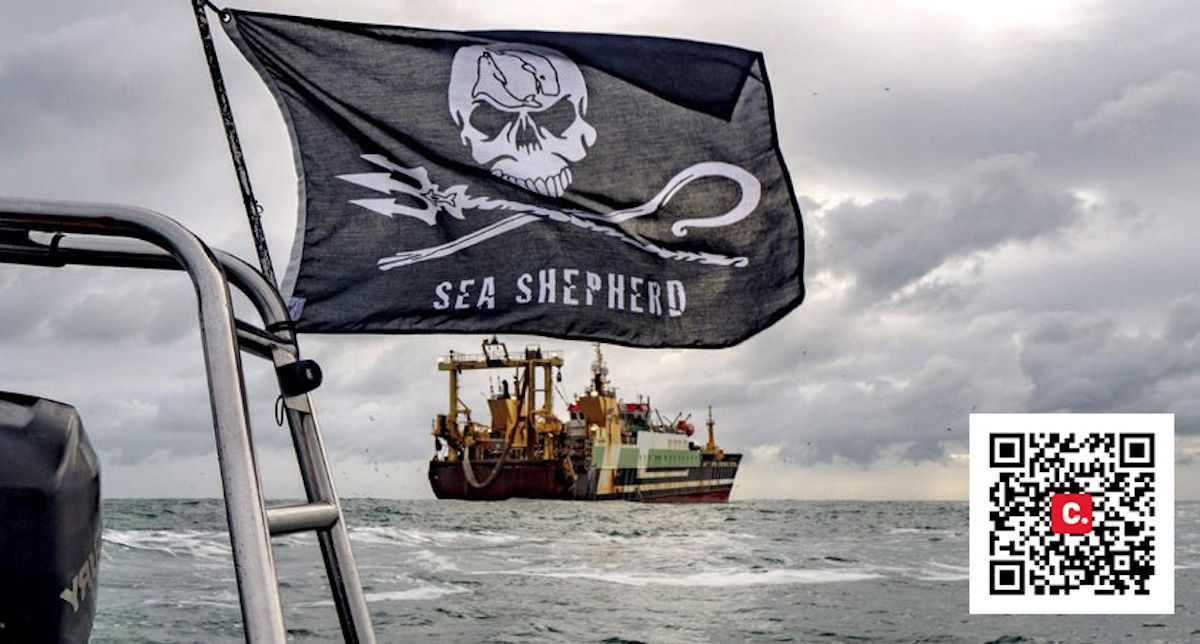 Sea Shepherd, los pastores del mar. 