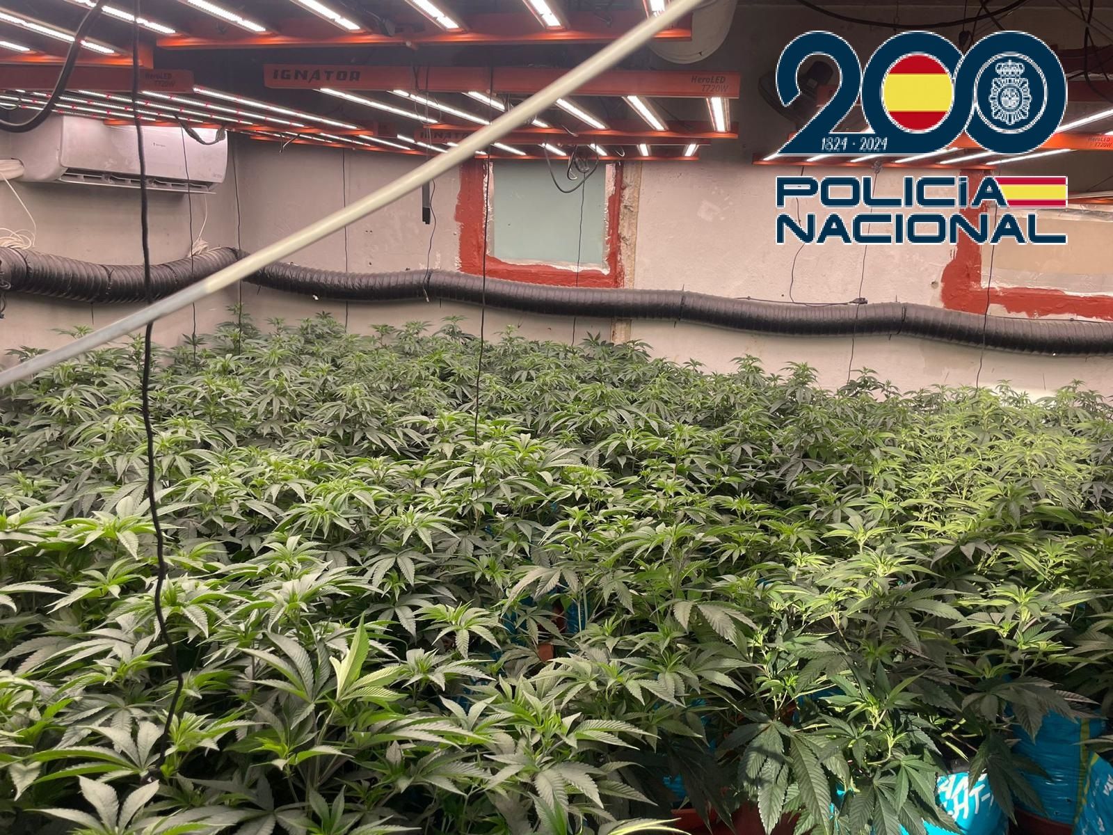 Plantación de marihuana en una habitación de un piso de la barriada Federico Mayo, en Jerez.