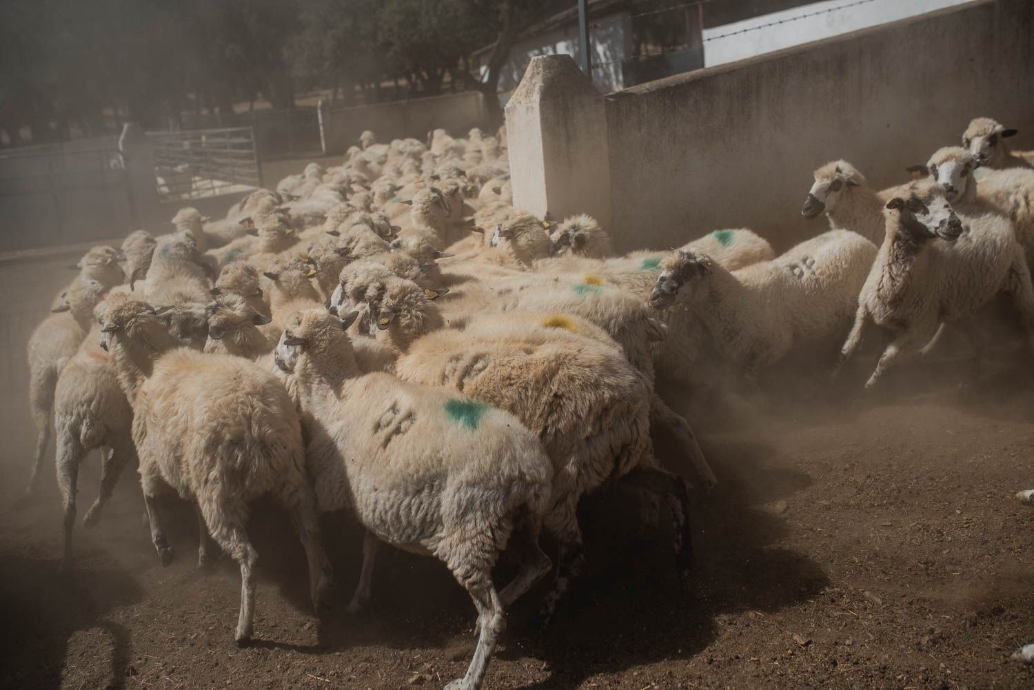 Un total de 200 churras lebrijanas han sido inseminadas en Monte San Antonio hace solo unas semanas. OVEJA CHURRA LEBRIJANA CHURRA MARISMEÑA DIPUTACIÓN SEVILLA CAZALLA ALVARO ROMERO 5