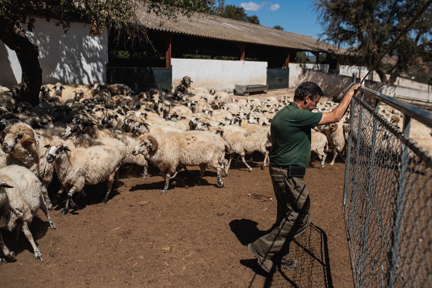 La finca donde se trabaja en la recuperación de la oveja churra lebrijana, en Cazalla de la Sierra.