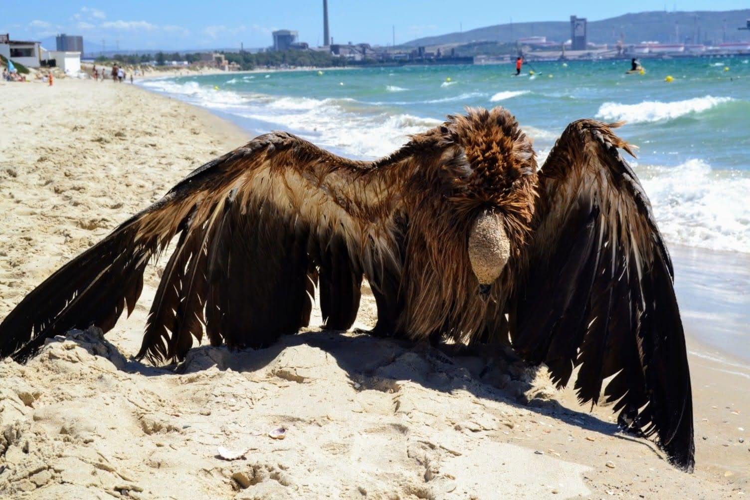 Buitre en Algeciras.  