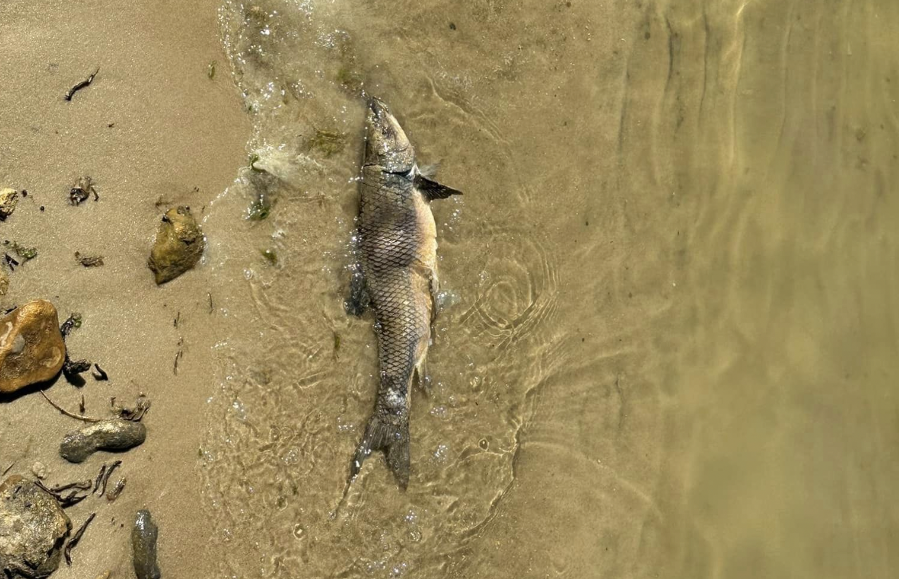 Alertan de la muerte de peces en la playita de Arcos. 