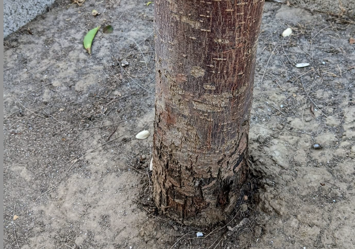 Un árbol del casco urbano de Puerto Real afectado por la orina de los perros.