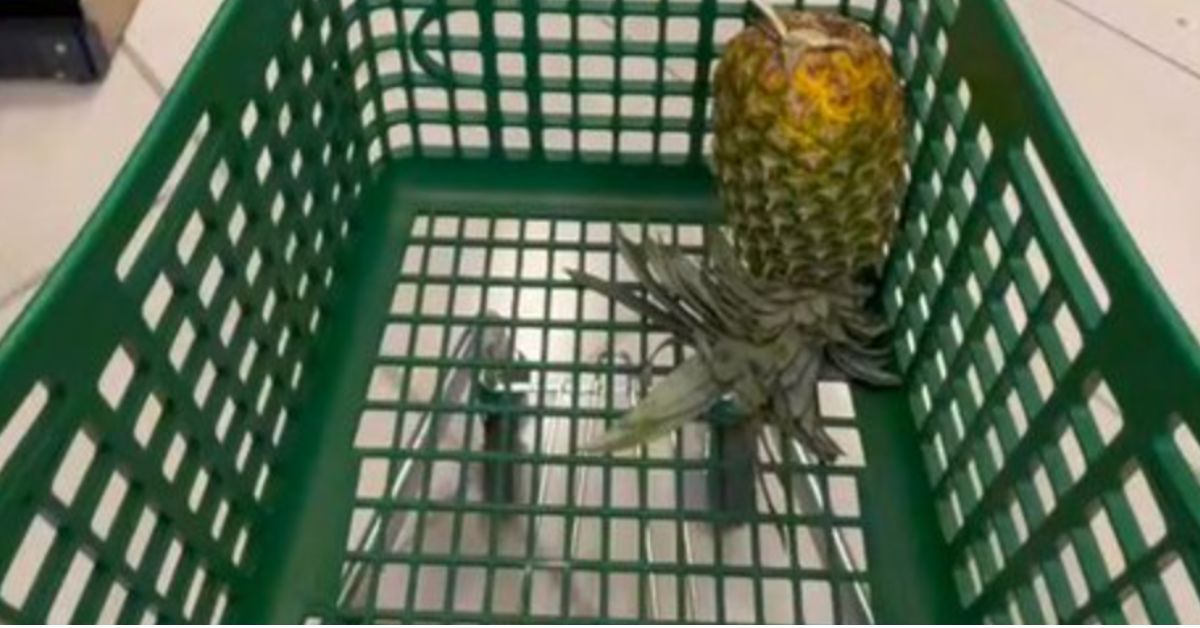 La viral piña de Mercadona, colocada boca abajo para buscar pareja.