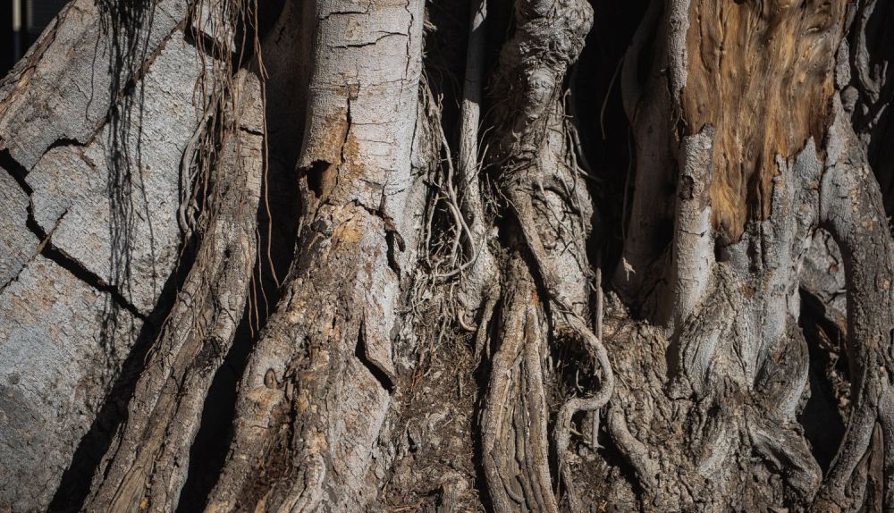 FICUS SAN JACINTO SEPTIEMBRE 2024 8