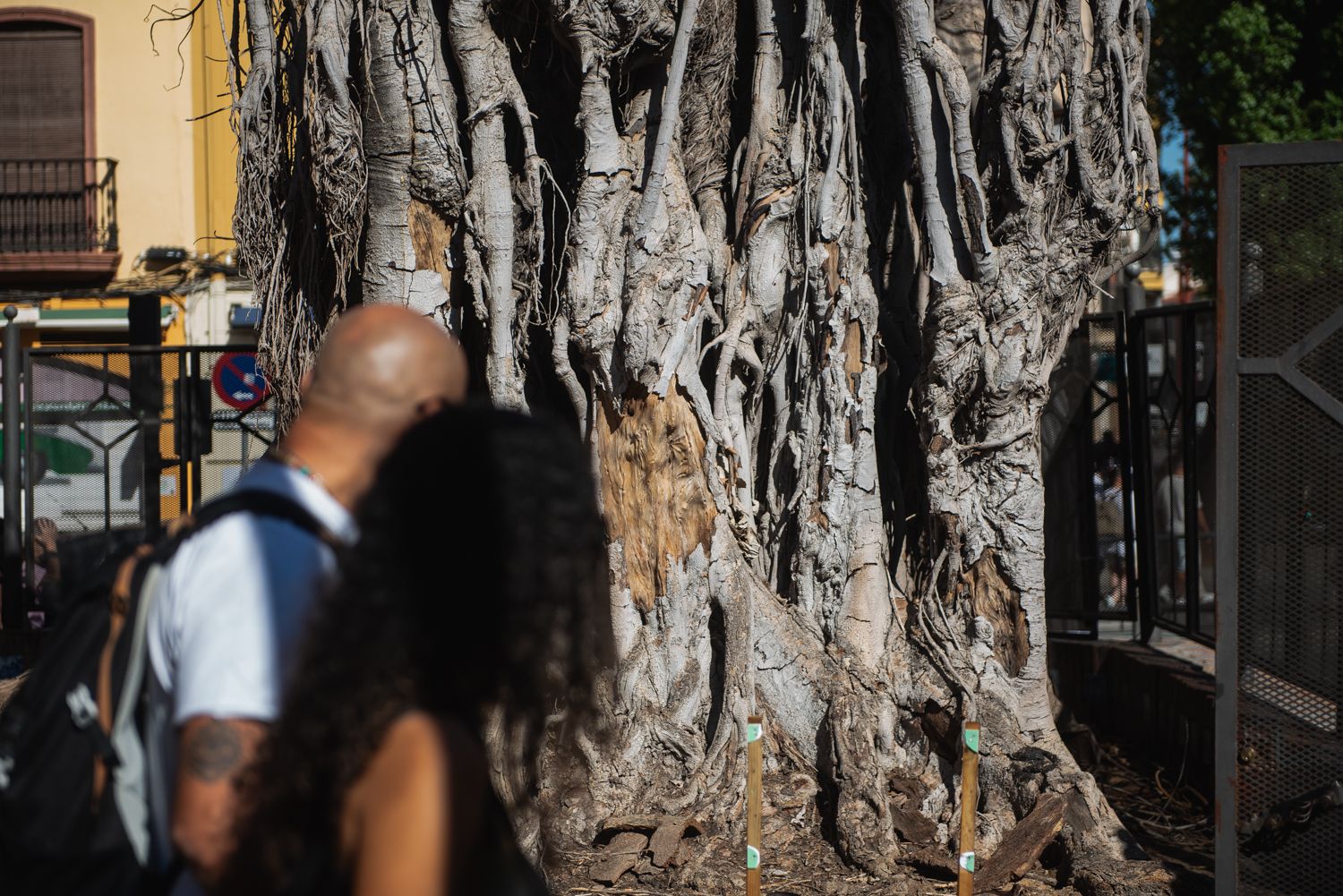 Dos personas pasan frente al ficus de San Jacinto, este viernes, poco después de conocerse la noticia de su retirada.