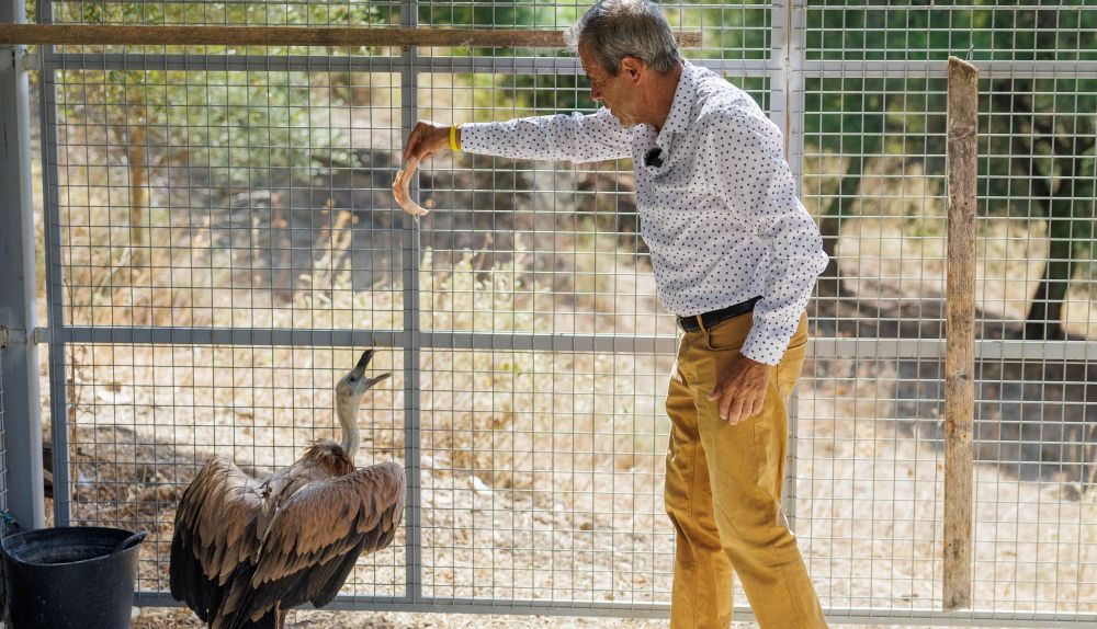 Antonio de Ubrique, el 'Félix Rodríguez' de la Sierra, da de comer a uno de los ejemplares rescatados.