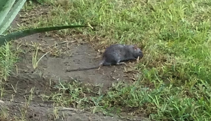 Una rata en La Granja, en una imagen difundida por el PSOE.