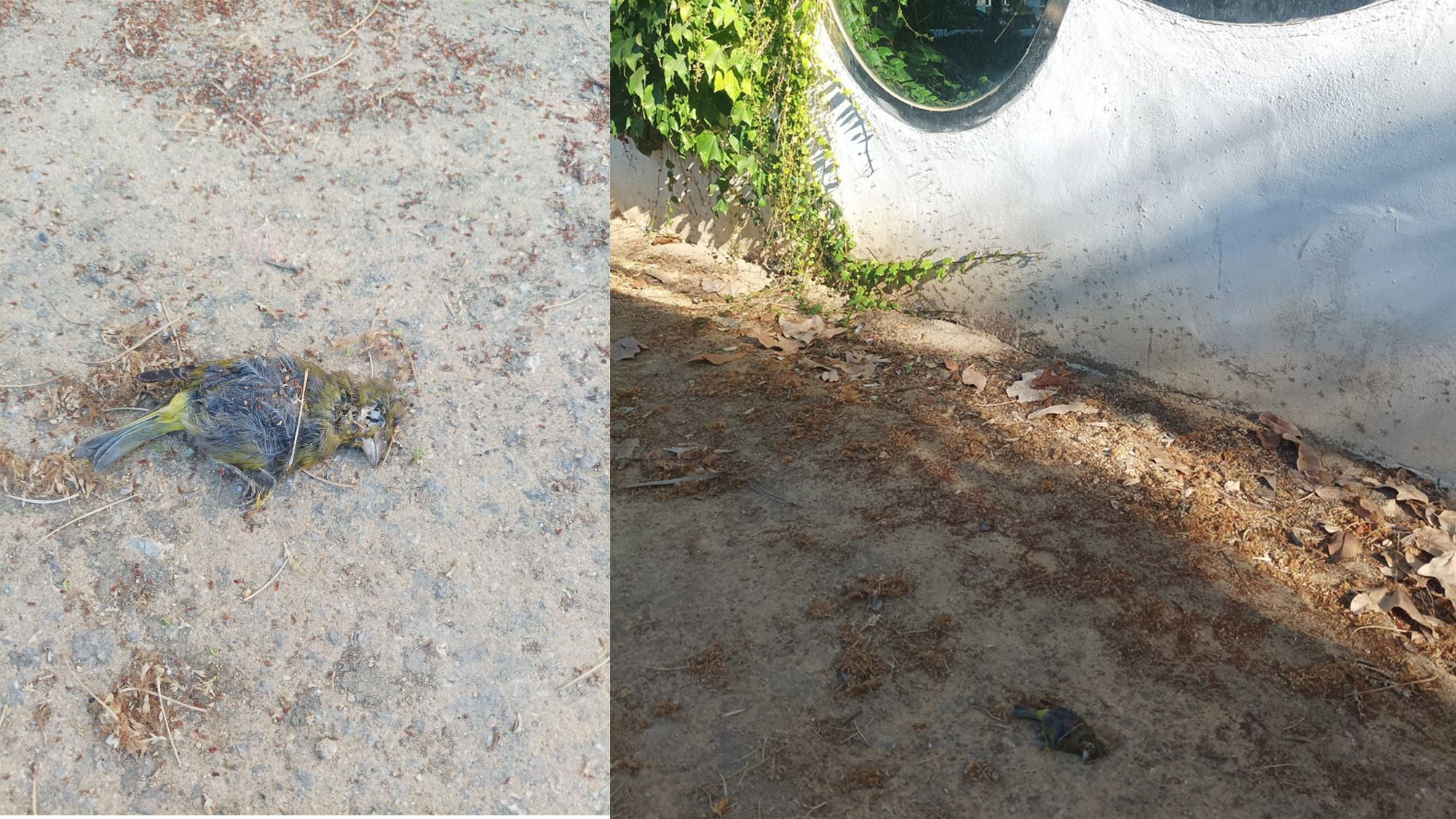 Aves muertas tras impactar contra los cristales de la Biblioteca Adolfo Suárez de Cádiz.