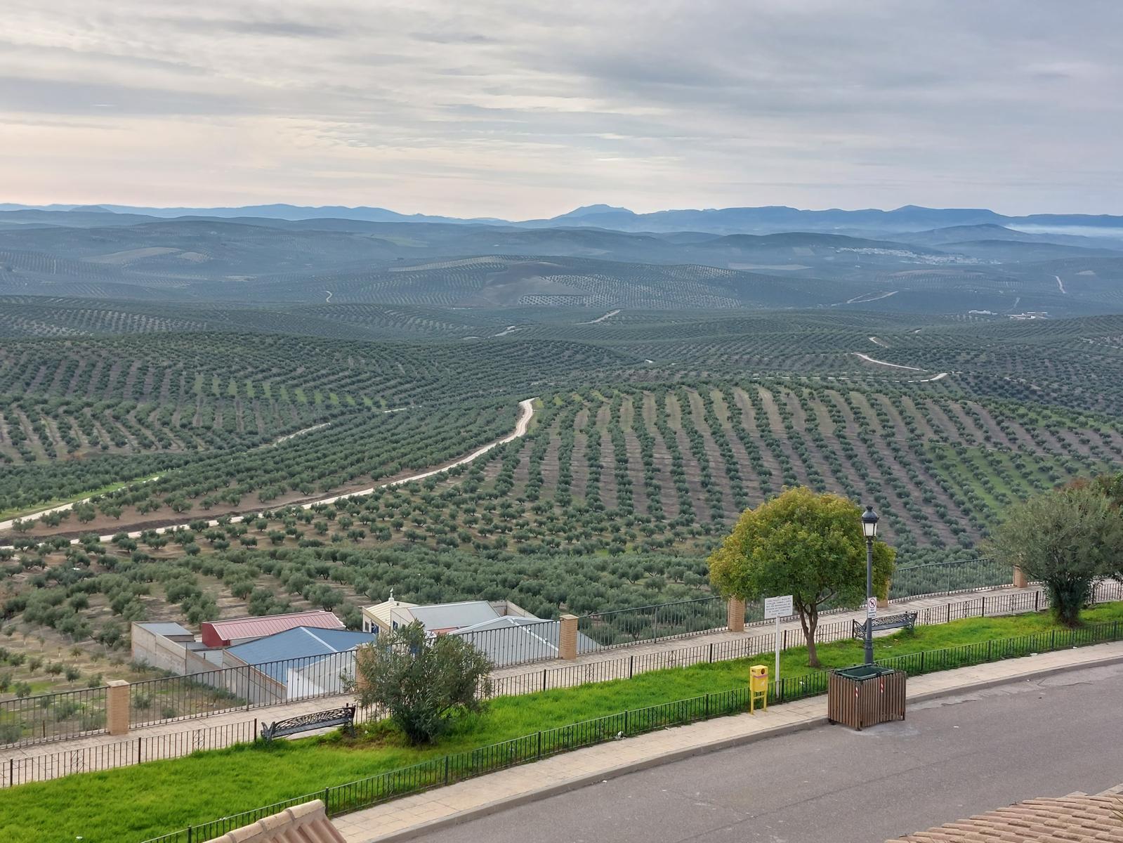 Imagen de un olivar de Jaén.